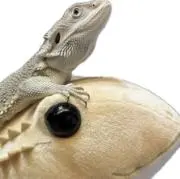 フトアゴの画像