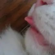 memeの画像