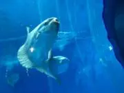 どんぐりの画像