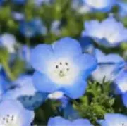 ゆりりん
