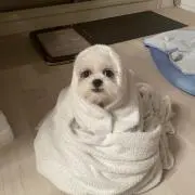 まみちゃん