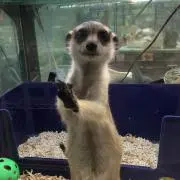 gutaの画像