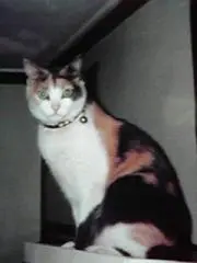 にゃんこ