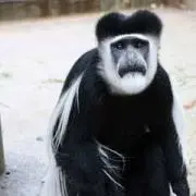 ヴァウ