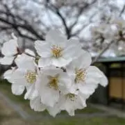 Namiの画像