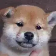 まるちゃんの画像