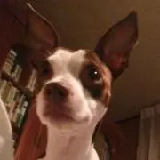 ピン太の画像