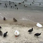 れんれん