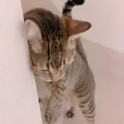 アサヒの画像