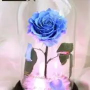 たねの画像