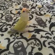 るるの画像