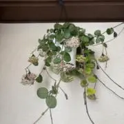 レオシーの画像