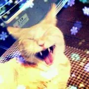 TORANEKOの画像