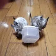 みゅうの画像
