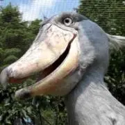 マハ