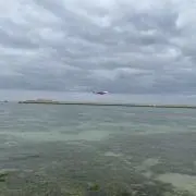 ココ