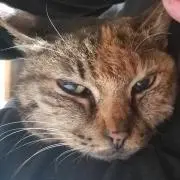 コハク