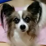 パクの画像
