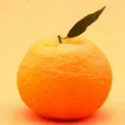 みかんの画像
