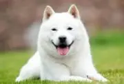 akihitoの画像