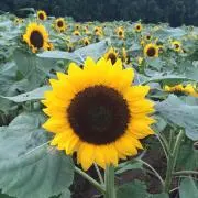 とんこ