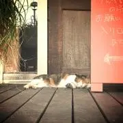 neko.の画像