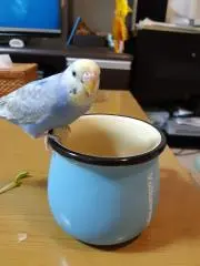 Keiの画像