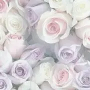 ちー
