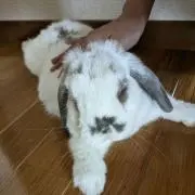 きゅーぴーの画像