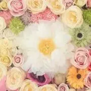 ポコ