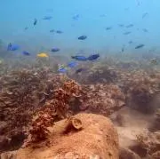 はなわの画像