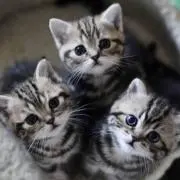 てつお