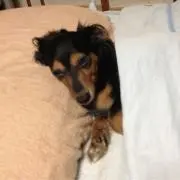 koonの画像