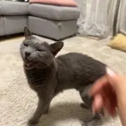 Ayuの画像