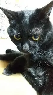 ゆりこの画像