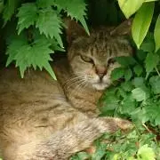 かえ