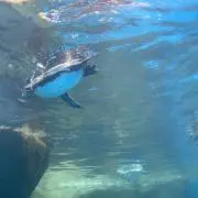 ペンギンハウス