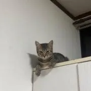 いし