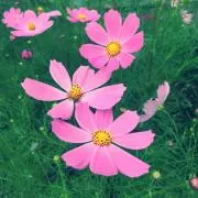 こすもす★