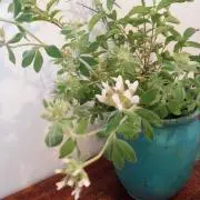 coha.
