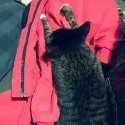 fukuの画像