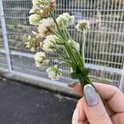 みさ