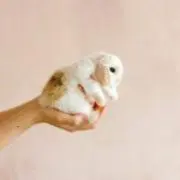 ぴぃ