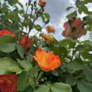 すーさんの画像