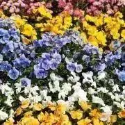 うめこの画像