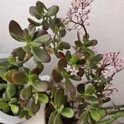⭐の画像