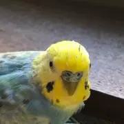 saronの画像