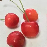 cherryの画像