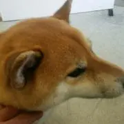 タケ