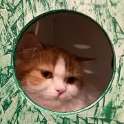 TOMO